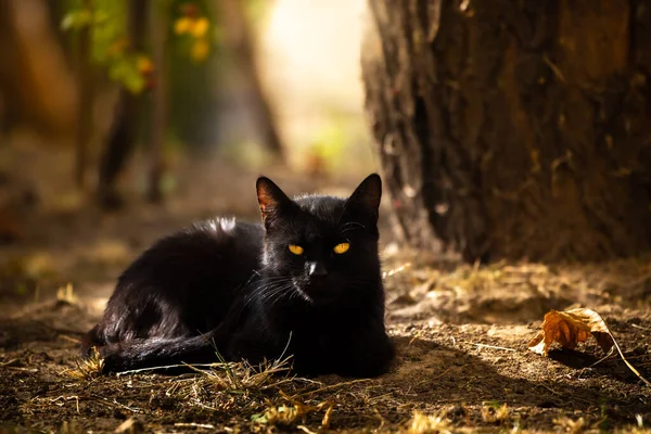 Gato Siberiano Situado Uma Cerca Outono — Fotografia de Stock