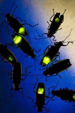 Geceleri - bu böceği yanıp sönen ateş böcekleri de yıldırım Bug - Bioluminescence denir