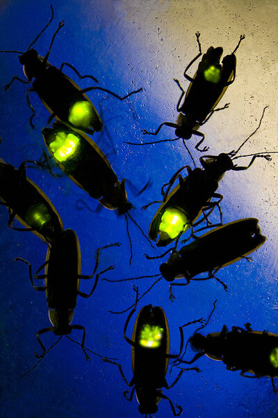 Fireflies Flashing at Night - This Beetle is also known as the Lightning Bug - Bioluminescence