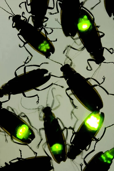 Geceleri Böceği Yanıp Sönen Ateş Böcekleri Yıldırım Bug Bioluminescence Denir Telifsiz Stok Imajlar