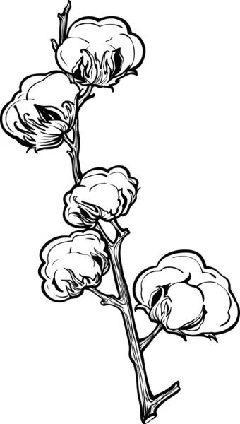 Croquis de fleurs de coton — Image vectorielle