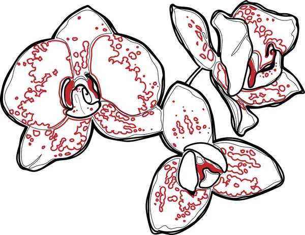 Vector bloem orchidee. Elementen voor het ontwerp. — Stockvector