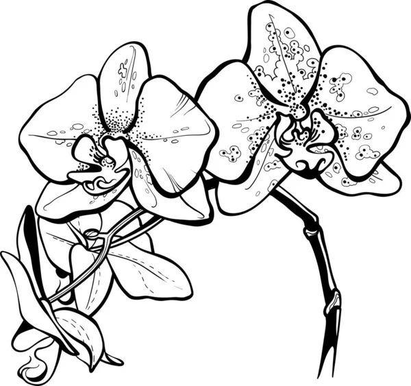 Vector bloem orchidee. Elementen voor het ontwerp. — Stockvector