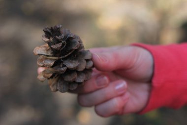 Sonbahar doğa arka planında çam konisi, seyahat konsepti.