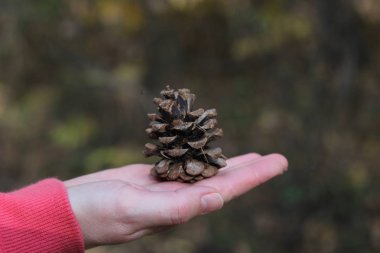 Sonbahar doğa arka planında çam konisi, seyahat konsepti.