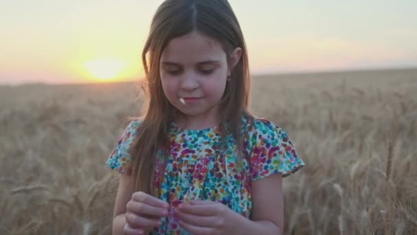 Uma Menina Num Campo Trigo Dar Espigas Trigo Nas Mãos — Vídeo de Stock