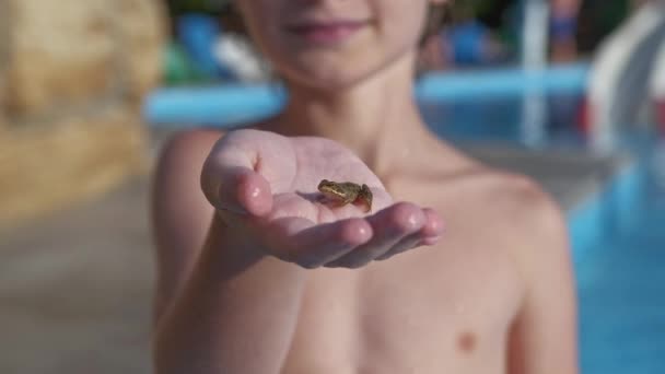 Zblízka žába na chlapecké ruce — Stock video