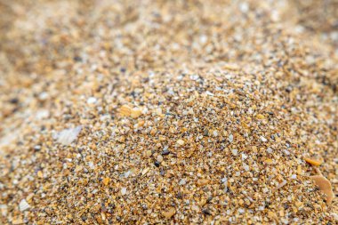 Deniz kenarındaki küçük deniz kabuklarından kumu kapat..