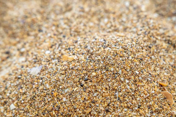 Deniz kenarındaki küçük deniz kabuklarından kumu kapat..