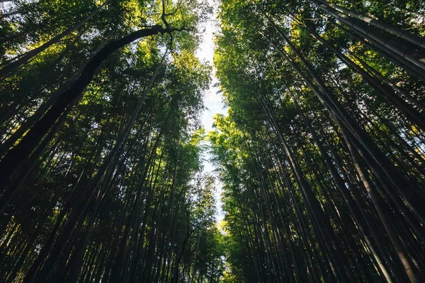 Bamboo Forest is a natural forest of bamboo located in Arashiyama, Kyoto, Japan. The forest consists of several pathways for tourists and visitors. The Ministry of the Environment considers as a soundscape of Japan.