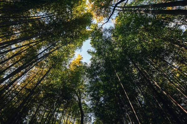 Bamboo Forest is a natural forest of bamboo located in Arashiyama, Kyoto, Japan. The forest consists of several pathways for tourists and visitors. The Ministry of the Environment considers as a soundscape of Japan.