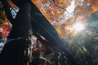 Arashiyama Kyoto, Japonya batı eteklerinde bir ilçedir. Ayrıca ilçe için bir zemin oluşturmaktadır Oi Nehri Dağı'na başvurulur. Arashiyama bir ulusal olarak belirlenen tarihi ve doğal güzellikleri yer ediyor.