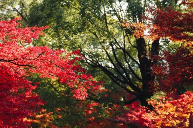Arashiyama Kyoto, Japonya batı eteklerinde bir ilçedir. Ayrıca ilçe için bir zemin oluşturmaktadır Oi Nehri Dağı'na başvurulur. Arashiyama bir ulusal olarak belirlenen tarihi ve doğal güzellikleri yer ediyor.