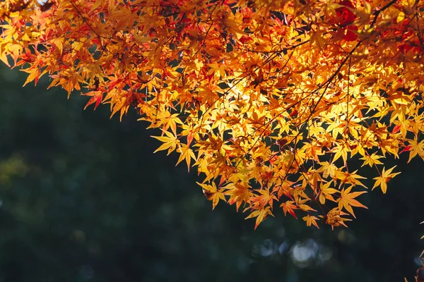 Arashiyama Ist Ein Bezirk Westlichen Stadtrand Von Kyoto Japan Bezieht — Stockfoto