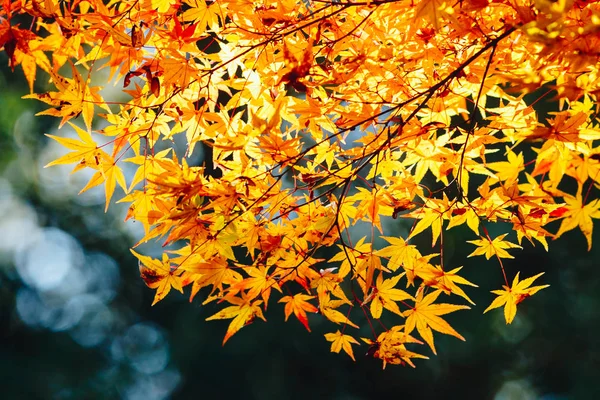 Arashiyama Ist Ein Bezirk Westlichen Stadtrand Von Kyoto Japan Bezieht — Stockfoto