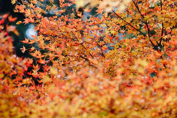 Arashiyama Alue Kioton Länsilaitamilla Japanissa Viittaa Myös Ohjokea Vastapäätä Olevaan — kuvapankkivalokuva