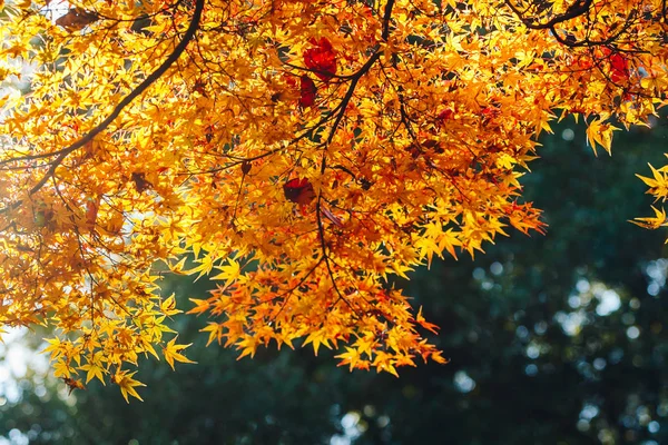 Arashiyama Ist Ein Bezirk Westlichen Stadtrand Von Kyoto Japan Bezieht — Stockfoto