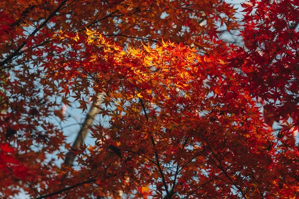 Arashiyama Ist Ein Bezirk Westlichen Stadtrand Von Kyoto Japan Bezieht — Stockfoto
