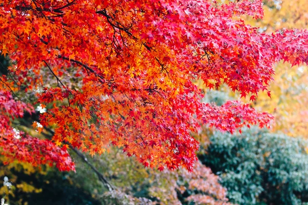 Arashiyama Ist Ein Bezirk Westlichen Stadtrand Von Kyoto Japan Bezieht — Stockfoto