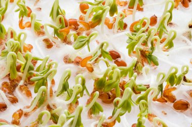 Pamuk ya da ıslak kağıda tohum serpiştirilmiş. Evde büyüyen mikro yeşiller camdaki plastik bir kabın içinde.