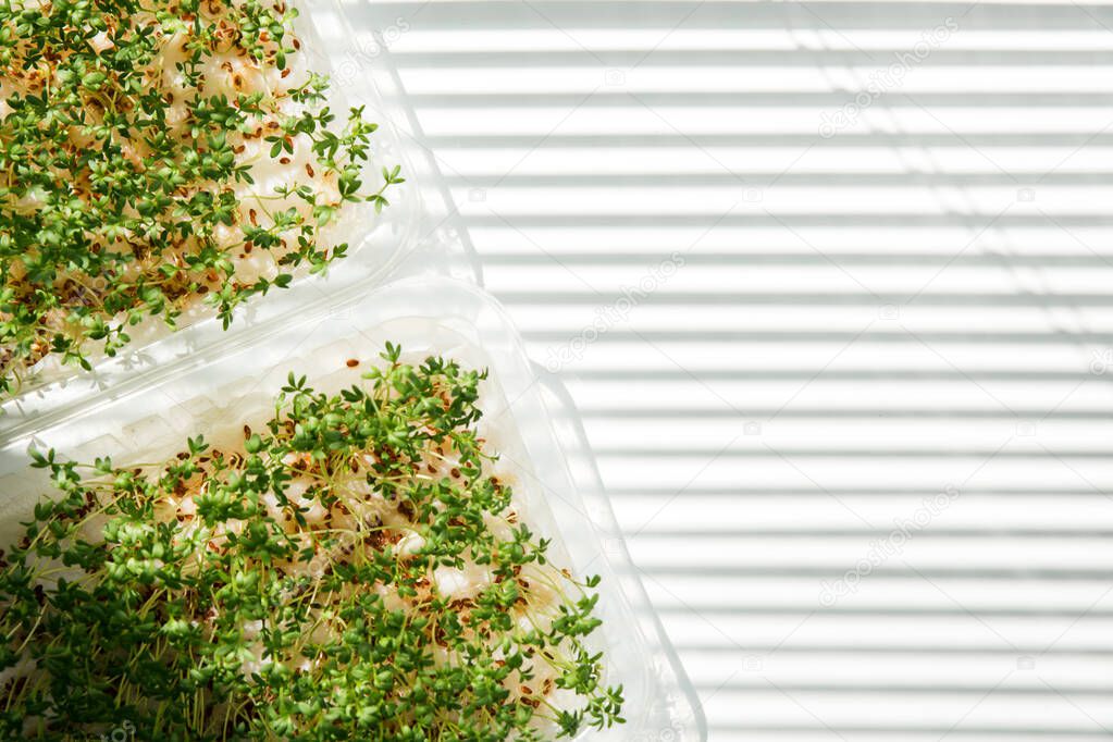 Sprouted seeds on cotton wool or wet paper. Micro greens grown at home in a plastic container on the window. Beautiful sun rays