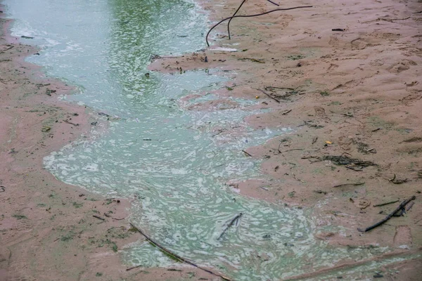 藻類の開花時に緑の川の銀行 地球の生態系への干渉の負の影響 — ストック写真