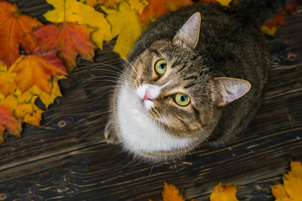 Die Katze sitzt auf der Terrasse in der Nähe des Hauses, um die herabgefallenen Herbstblätter — Stockfoto