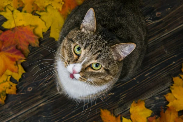 Die Katze Sitzt Auf Einer Holzterrasse Der Nähe Des Hauses — Stockfoto