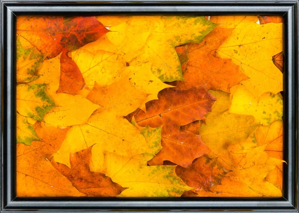 Pile Bright Autumn Leaves Shape Photo Frame Isolated White Background — Stock Photo, Image