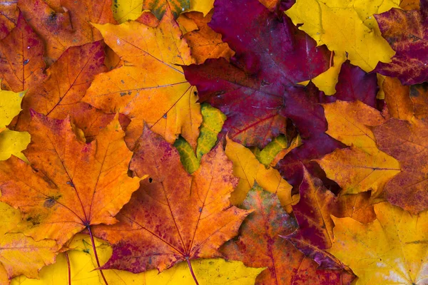 Uma pilha de folhas de outono brilhantes. A vista de cima — Fotografia de Stock
