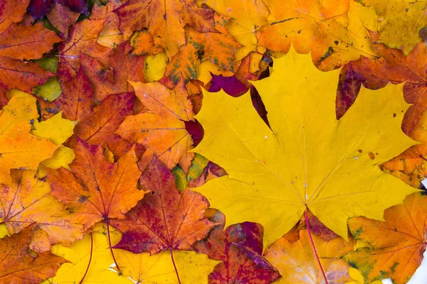 Uma pilha de folhas de outono brilhantes. A vista de cima — Fotografia de Stock