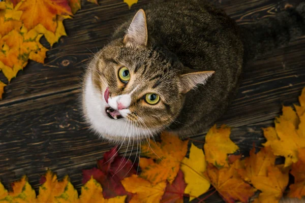 Die Katze Sitzt Auf Einer Holzterrasse Der Nähe Des Hauses — Stockfoto