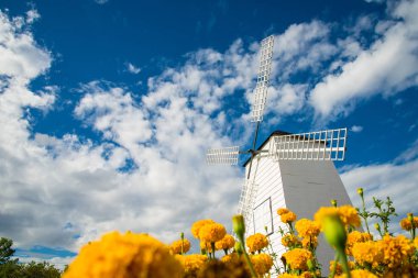 Yel değirmenleri ve marigolds, çiçek ve bulutlu hüzünlü müzik.