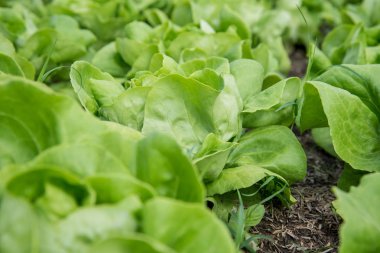 Taze organik sebze bir grupta yetiştirilmektedir. salata ekmeğiiçine