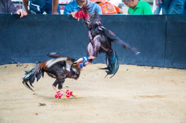 Gamecocks mücadele, horoz dövüşü alan.