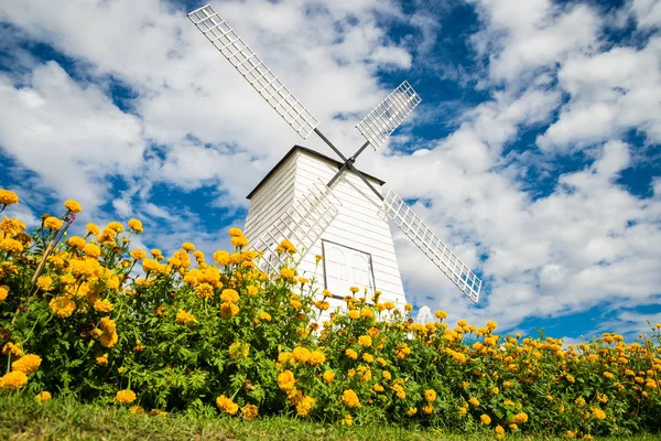 Windmills and fields of marigolds, Flower and cloudy bluesky.
