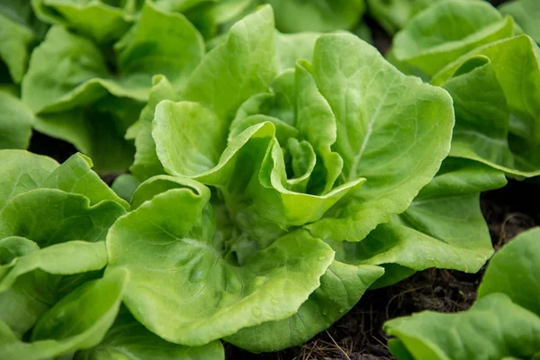 Taze organik sebze bir grupta yetiştirilmektedir. salata ekmeğiiçine