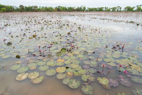 Lotus Λωτού Λίμνη Μια Ηλιόλουστη Μέρα — Φωτογραφία Αρχείου