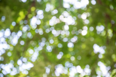 Arka plan için odak ağaçtaki atış zoom. Bokeh, bulanıklaştırma