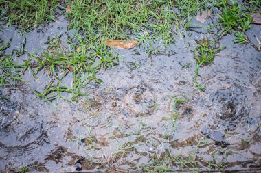 Su, arka plan Yağmur damlaları