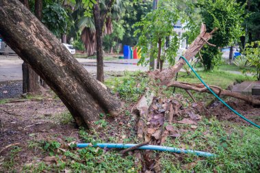 Kırık ağacın kırık ağaç sonra fırtına fırtına rüzgarlar nedeniyle.