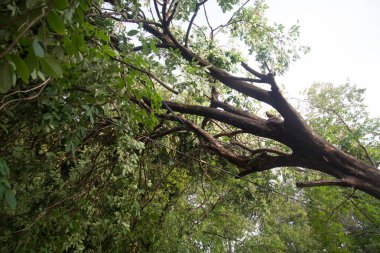 Kırık ağacın kırık ağaç sonra fırtına fırtına rüzgarlar nedeniyle.