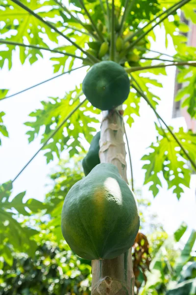 Fresh Papaya Tree Bunch Fruits — Stock Photo, Image