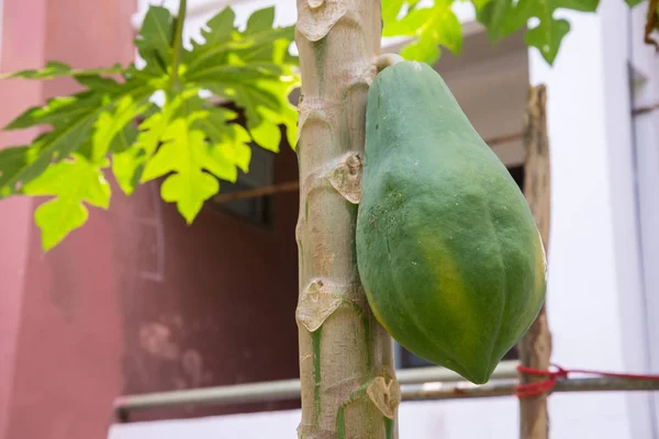 Färska Papaya Träd Med Massor Frukter — Stockfoto
