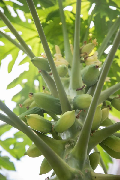 Färska Papaya Träd Med Massor Frukter — Stockfoto