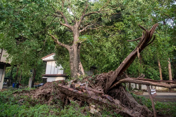 Broken tree Due to storm winds, Broken tree after storm.