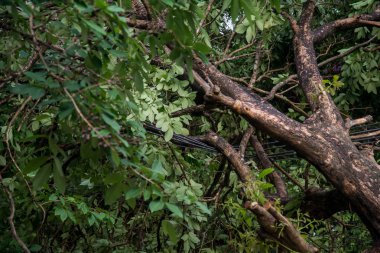 Kırık ağacın kırık ağaç sonra fırtına fırtına rüzgarlar nedeniyle.