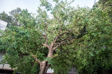 Kırık ağacın kırık ağaç sonra fırtına fırtına rüzgarlar nedeniyle.