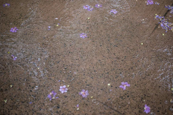 背景に雨の滴 — ストック写真