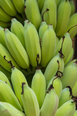 Zoom çekim demet yeşil muz, muz ağacı.